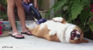 Corgi getting vacuumed