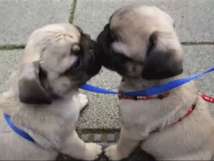 Kissing pugs