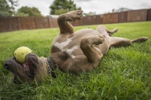 Play time can decrease stress and help your pooch enjoy the yard!