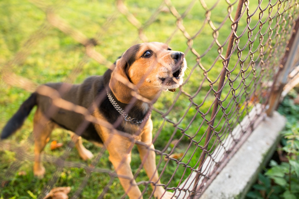 How To Use Your Fence To Keep Your Dog From Barking